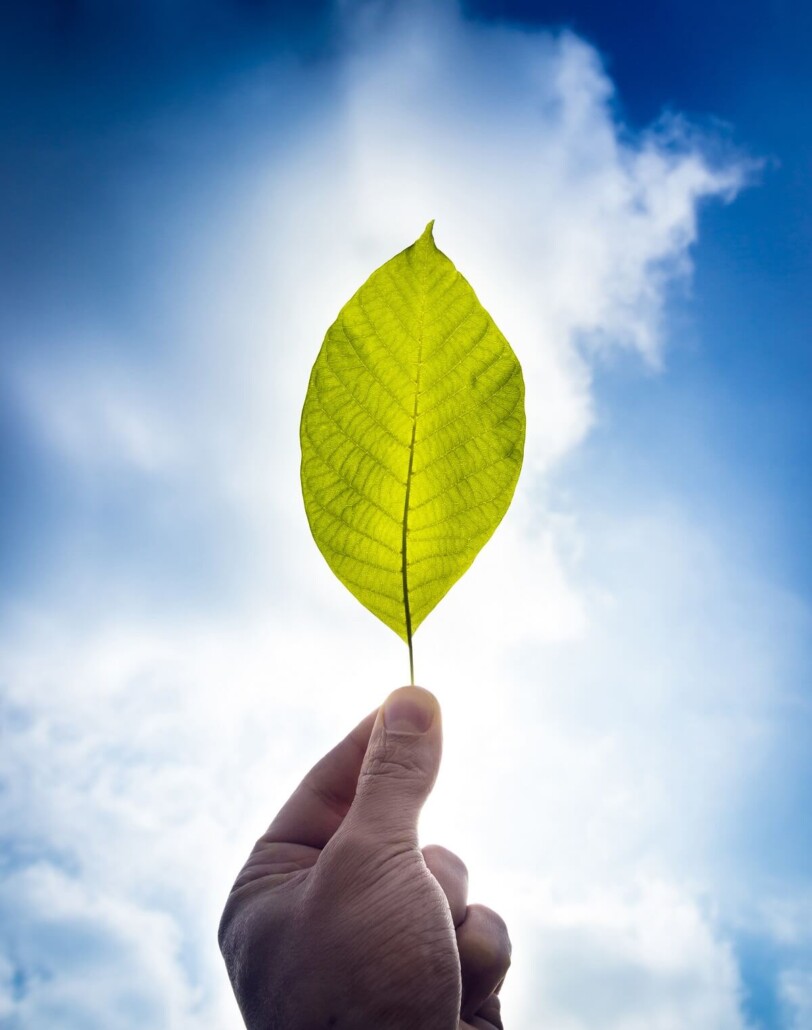 Green leaf held up against clear blue sky